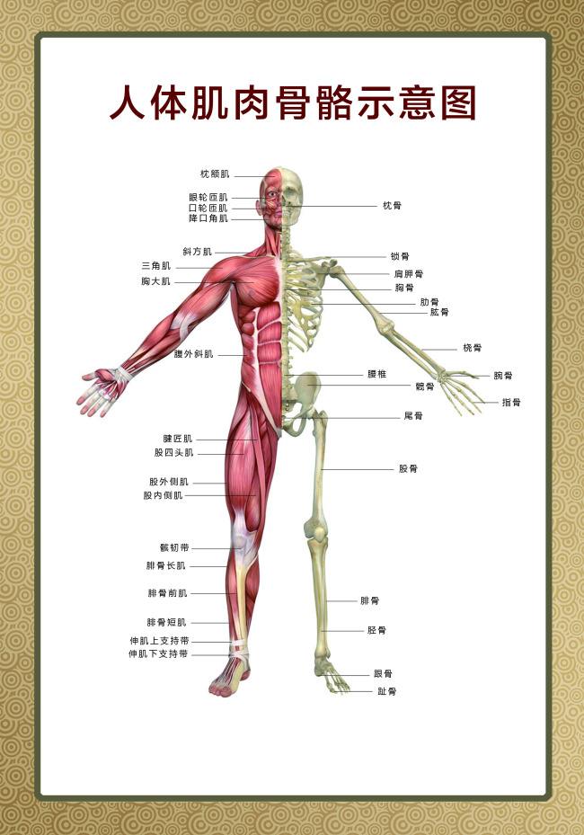 人体骨骼结构思维导图图片